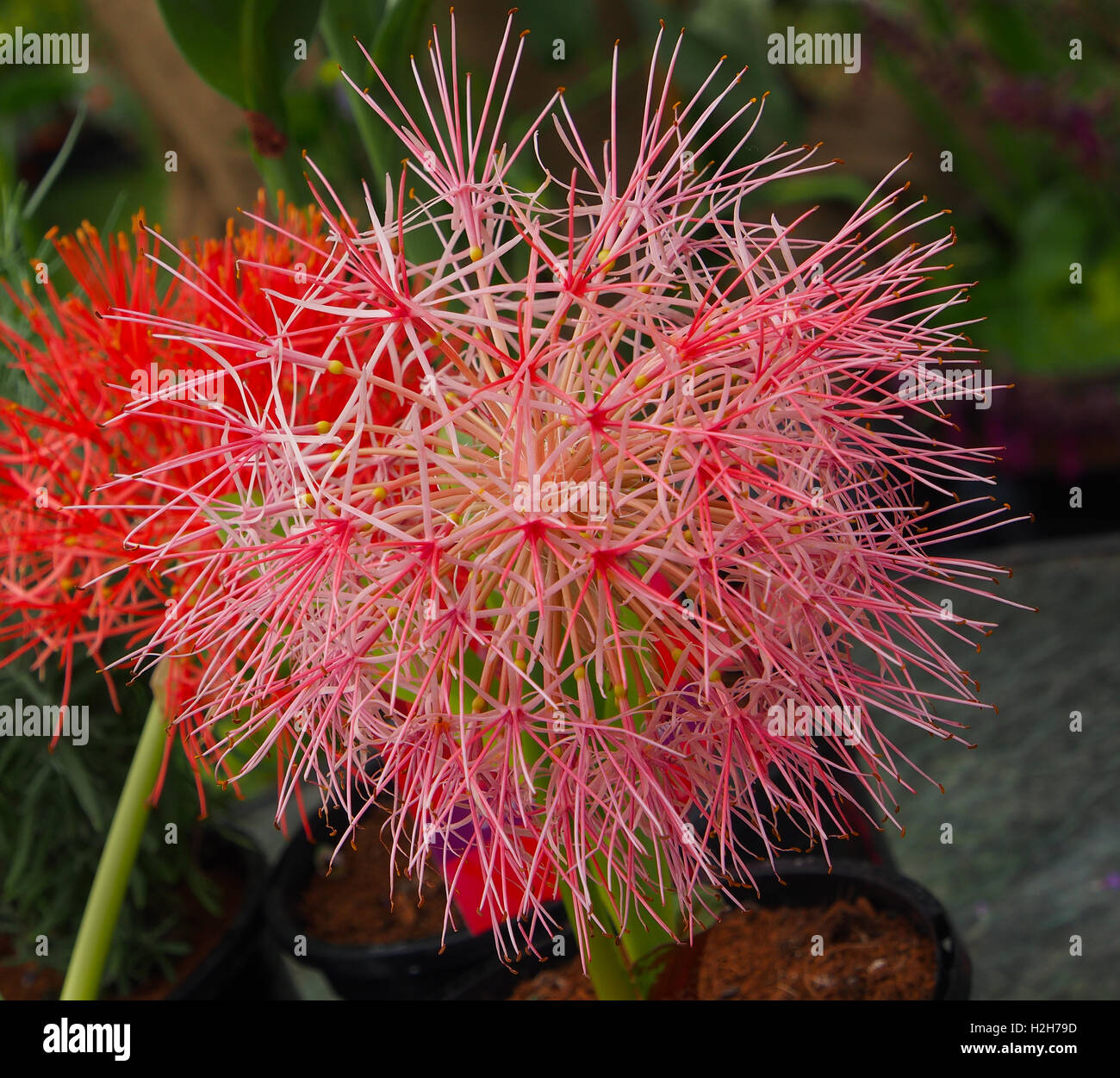 Macro Close up shot de la fleur de lys de sang (Haemanthus multiflorus) aussi connu comme le sang lily. Banque D'Images