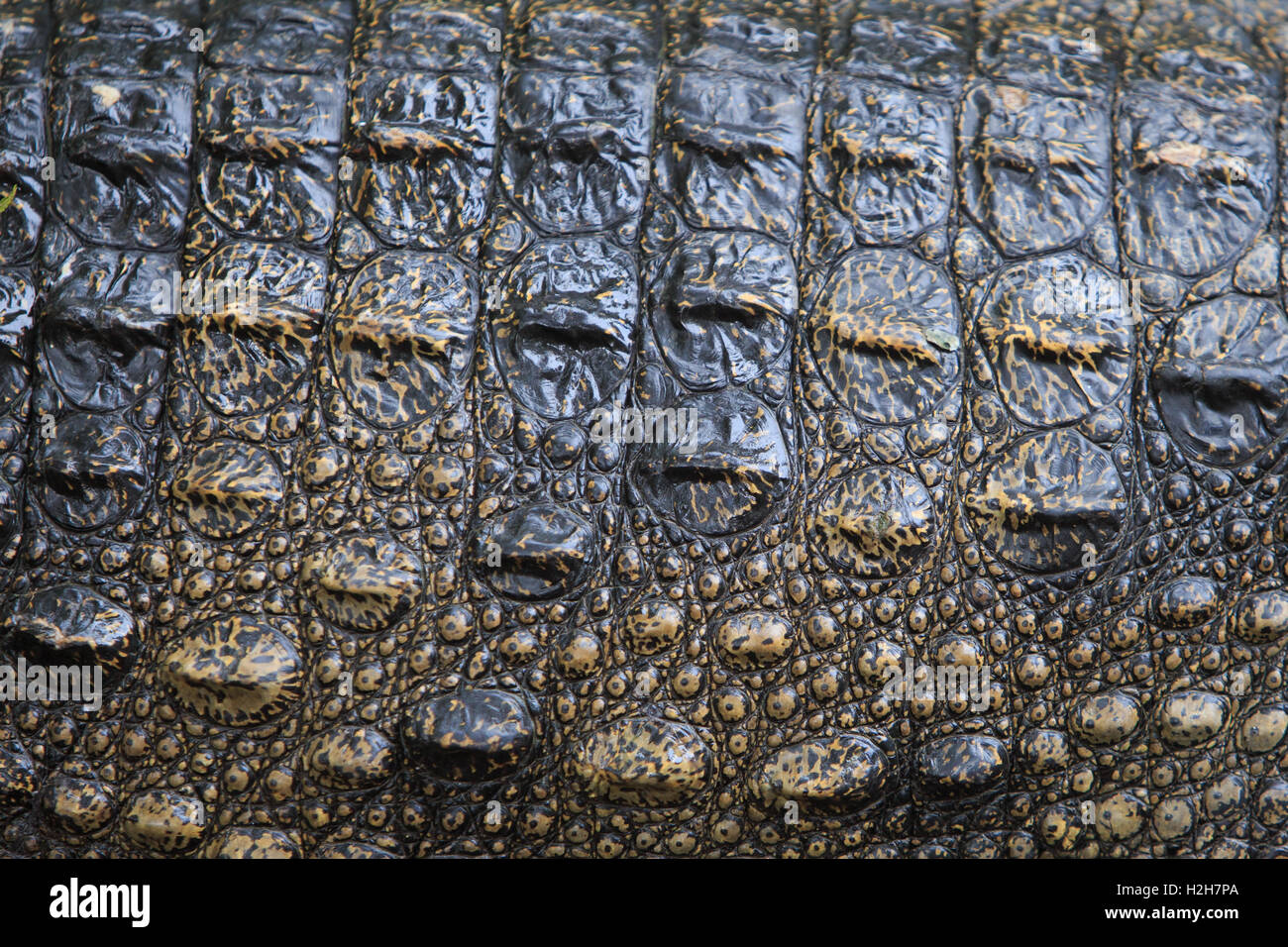 Fermé photo de crocodile et de la peau Banque D'Images