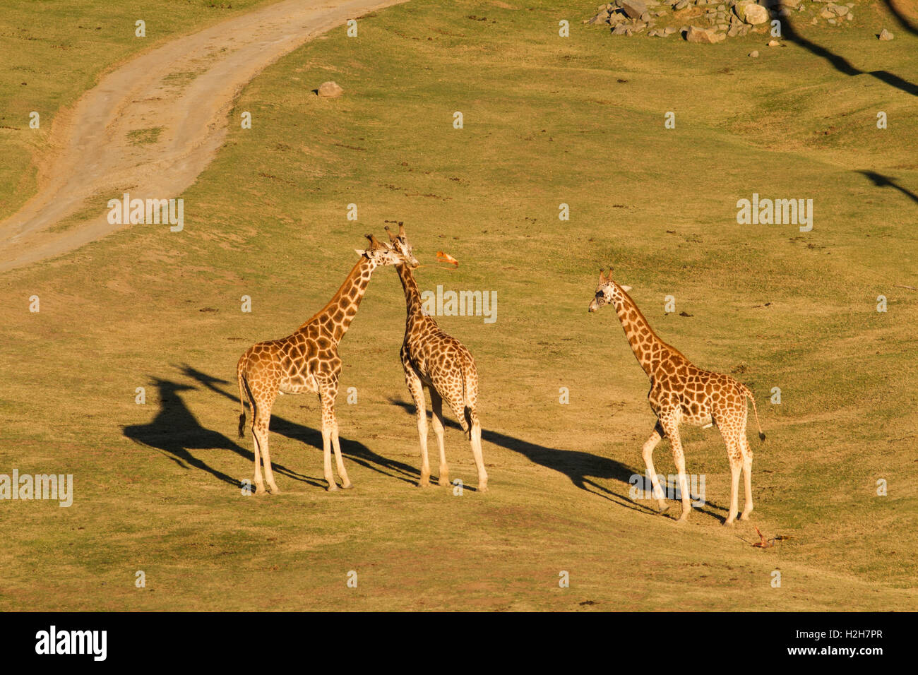 Groupe de girafe sur Safari Banque D'Images