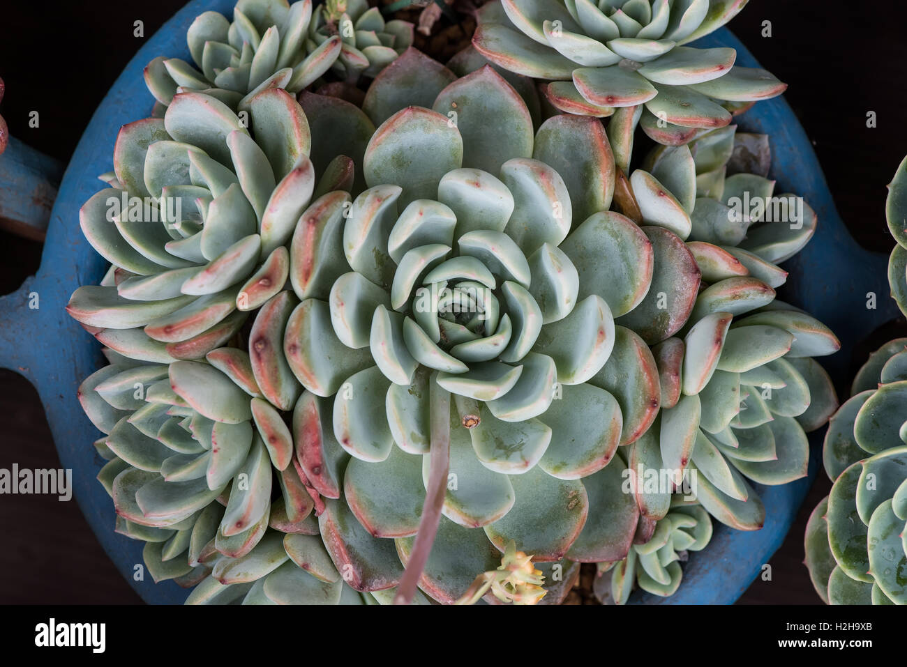 Cactus plantes grasses dans un semoir Banque D'Images