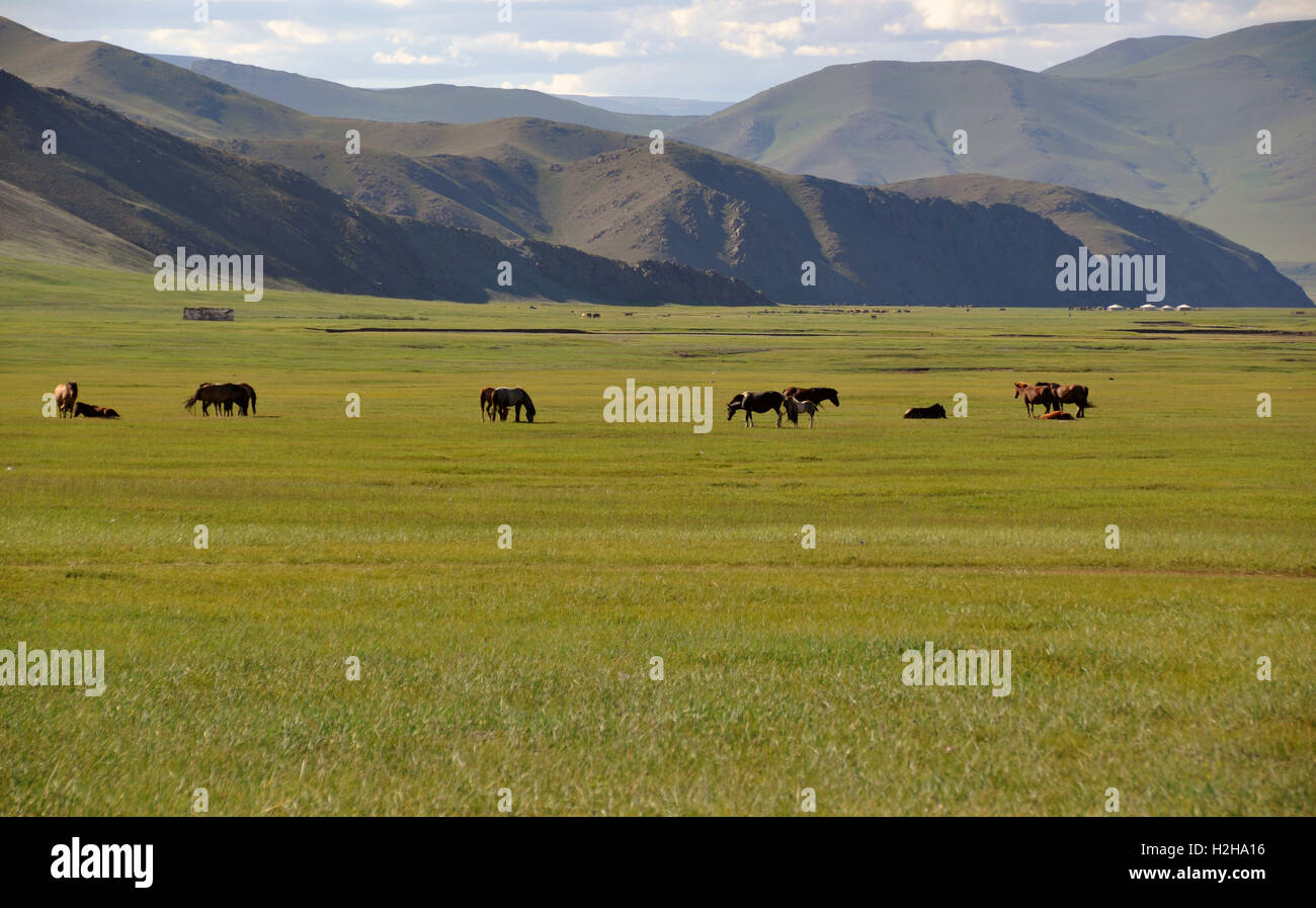 Les chevaux pâturage, l'Arkhangai aimag, Mongolie Banque D'Images