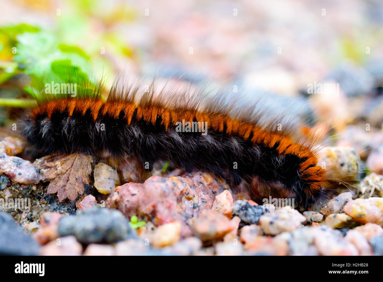 La larve ou chenille d'un Fox Moth (Macrothylacia rubi). Banque D'Images