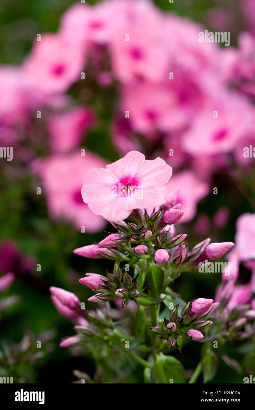 La lumière de la flamme Rose Phlox 'Bareleven' fleurs. Banque D'Images