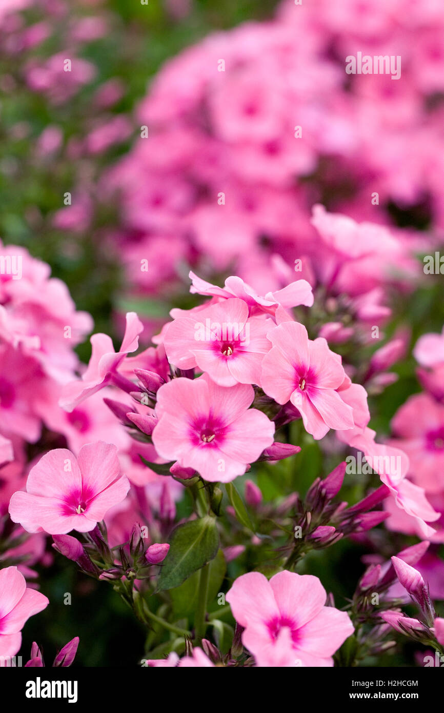 La lumière de la flamme Rose Phlox 'Bareleven' fleurs. Banque D'Images