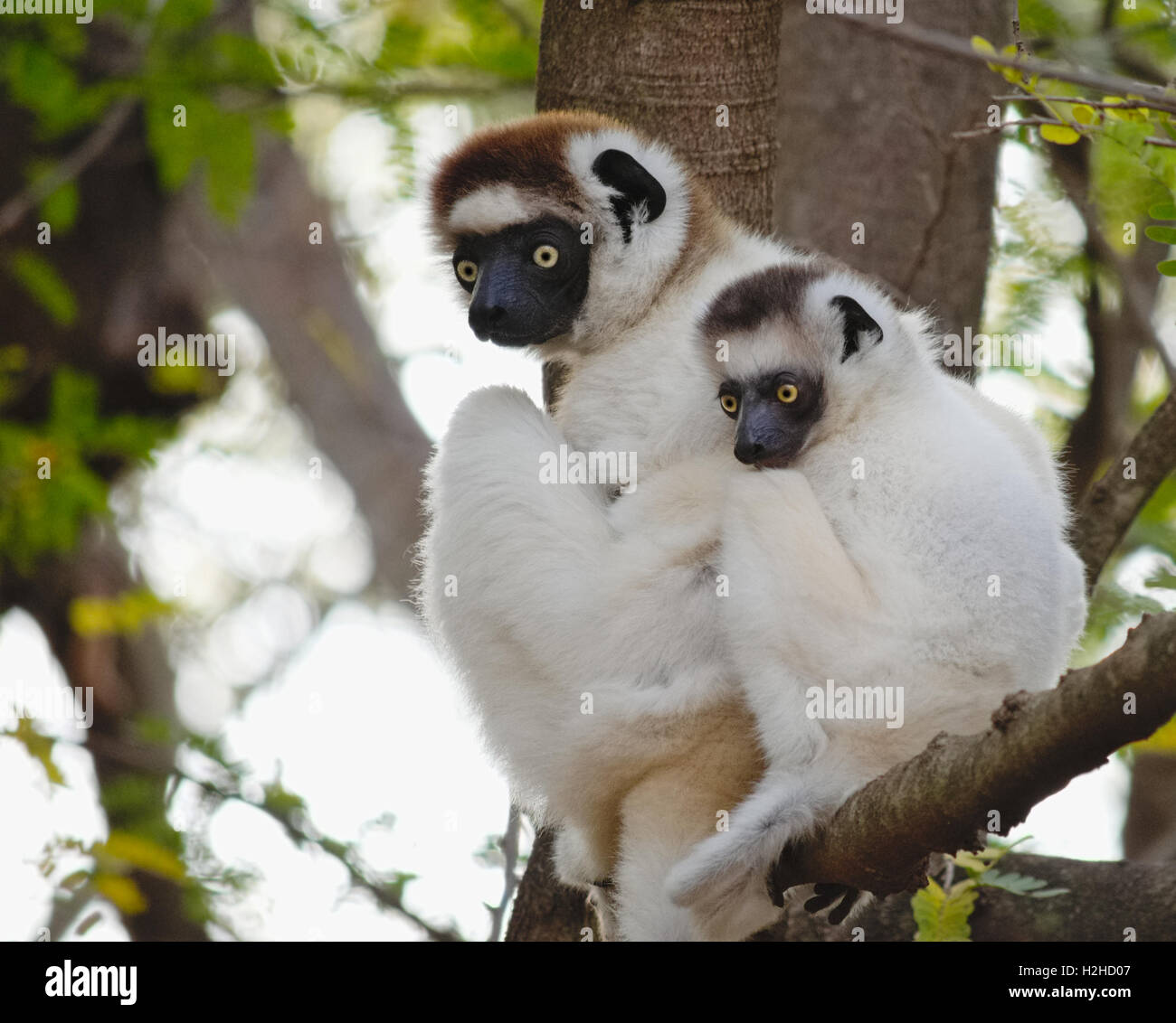 Lémurien dans l'arbre. Le Propithèque de verreaux, Propithecus verreauxi, mère, bébé l'entassement, dans l'habitat naturel, des lémuriens de Madagascar Banque D'Images