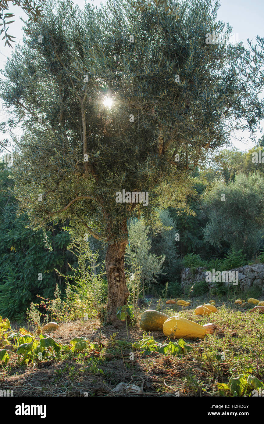 Portugal agriculture - potiron patch sous un olivier avec la lumière du soleil en automne, Banque D'Images