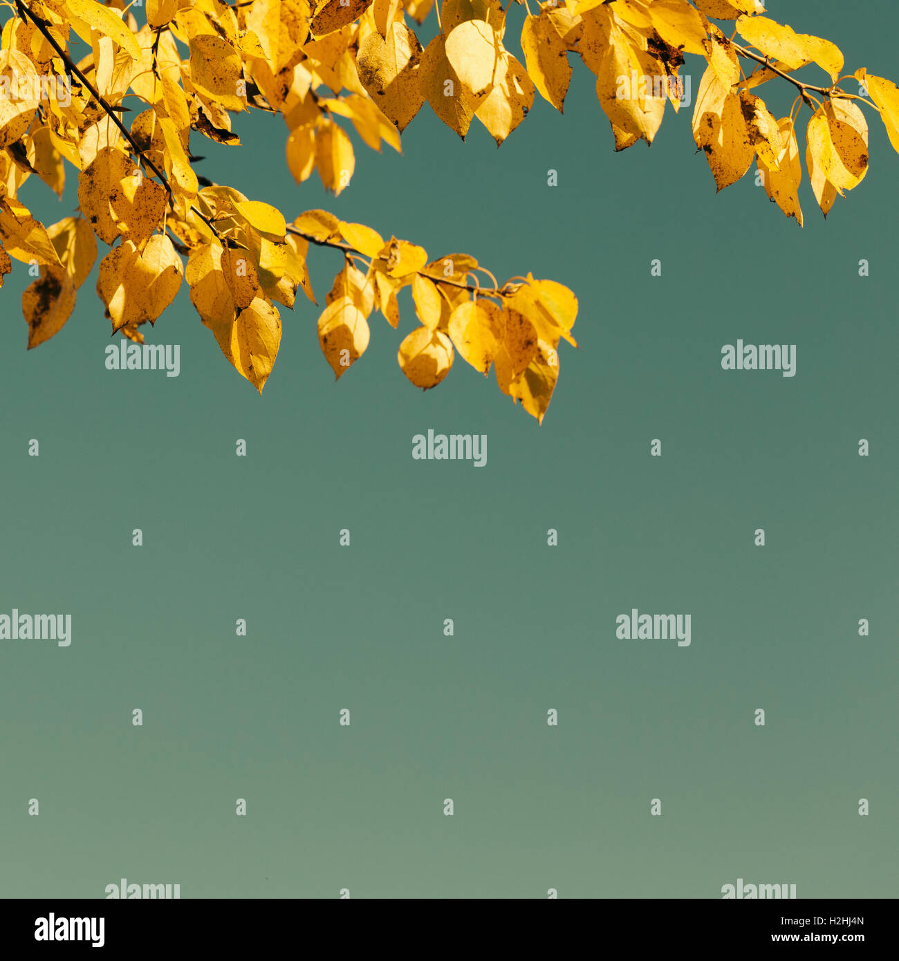 Les feuilles d'automne contre le ciel bleu Banque D'Images