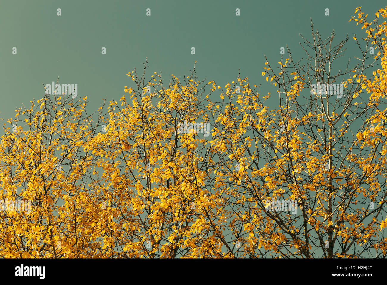 Les feuilles d'automne contre le ciel bleu Banque D'Images