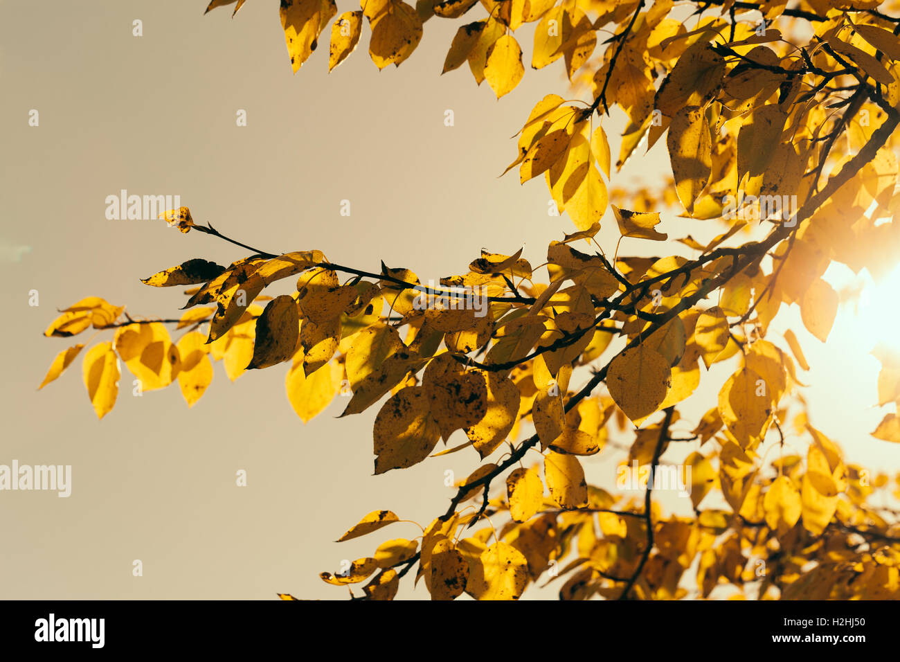 Feuilles d’automne Banque D'Images