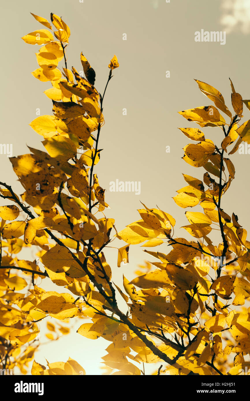 Feuilles d’automne Banque D'Images