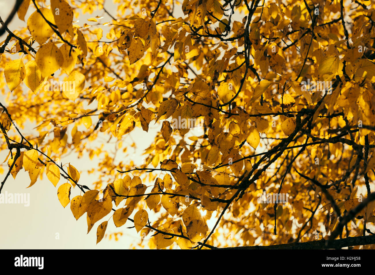 Feuilles d’automne Banque D'Images