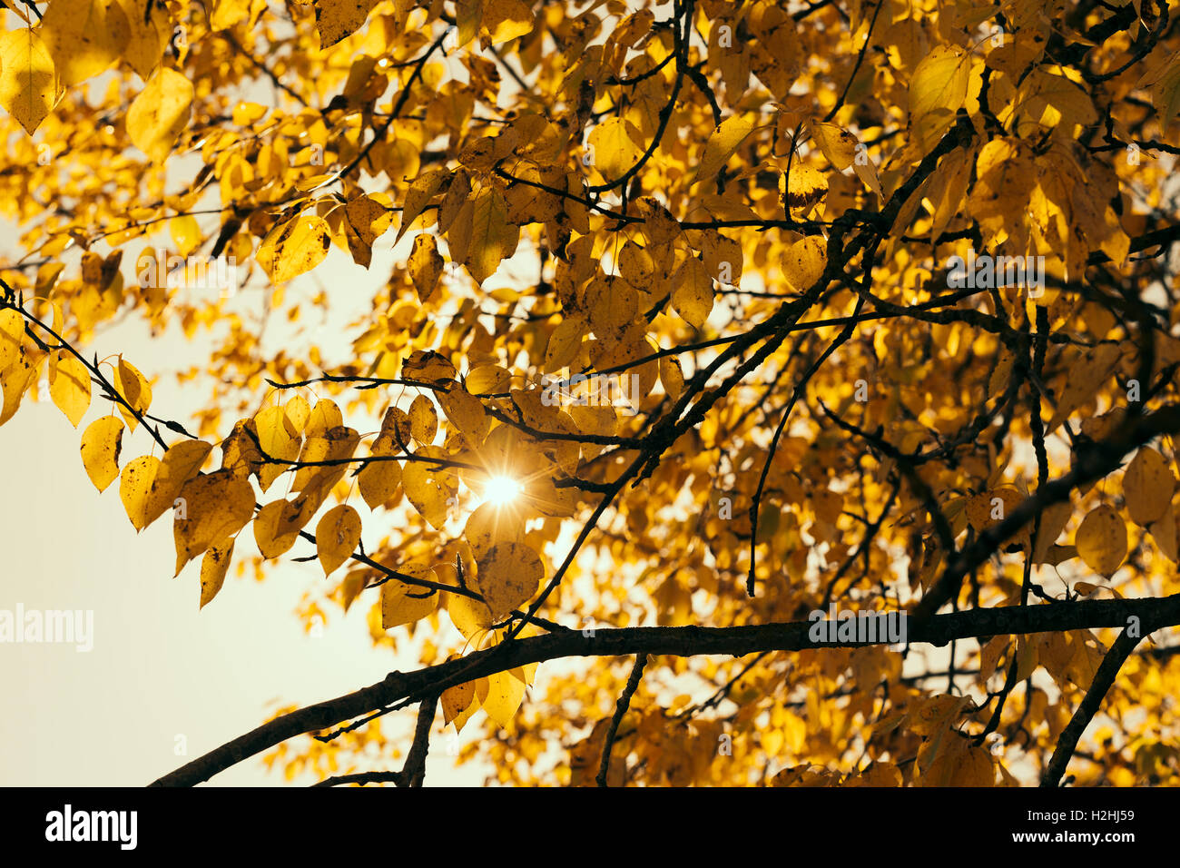 Feuilles d’automne Banque D'Images