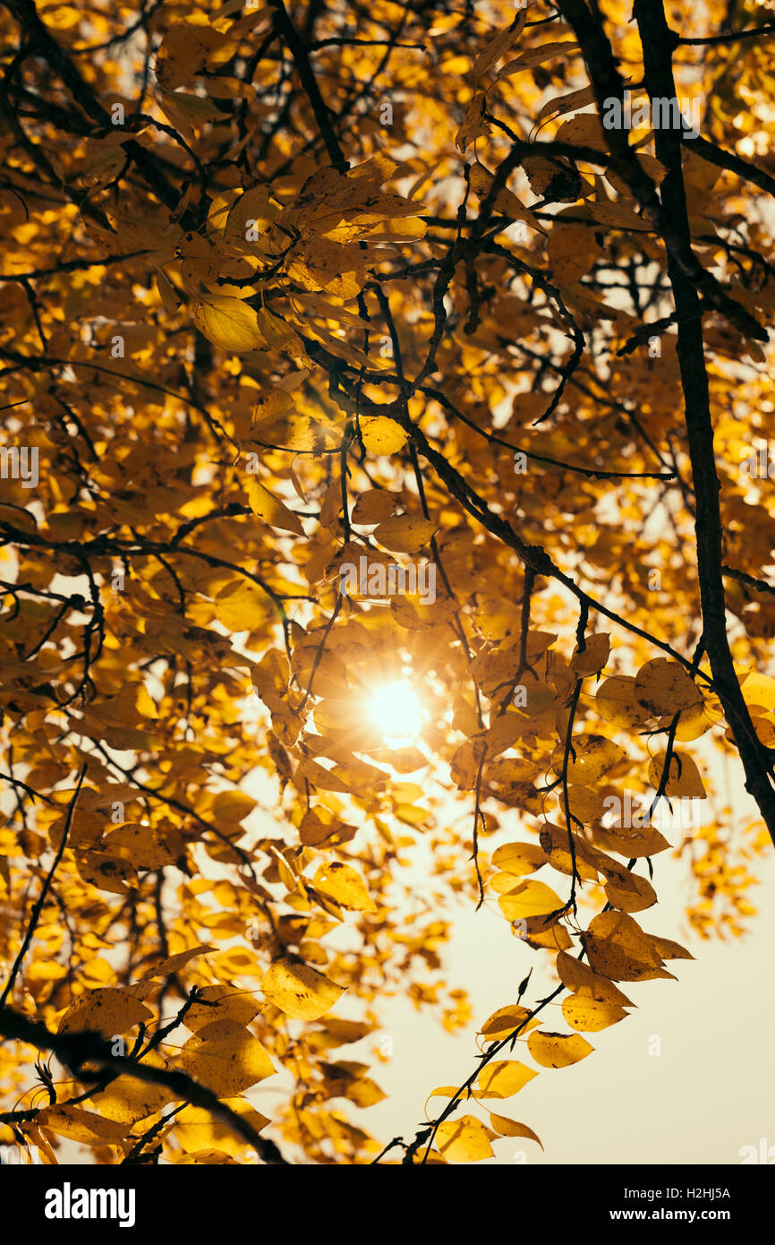 Feuilles d’automne Banque D'Images