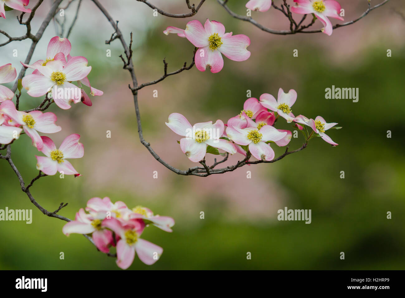 Les fleurs de cerisier sur un cerisier japonais Banque D'Images