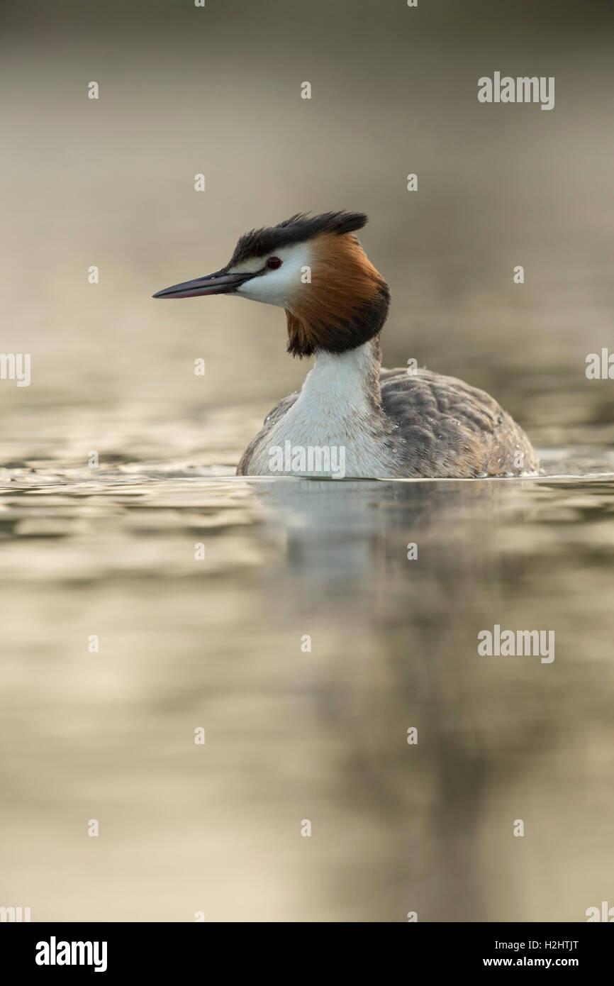 Grèbe huppé / Haubentaucher ( Podiceps cristatus ) nager en eau calme, dans des tons doux de rétro-éclairage, vue frontale. Banque D'Images