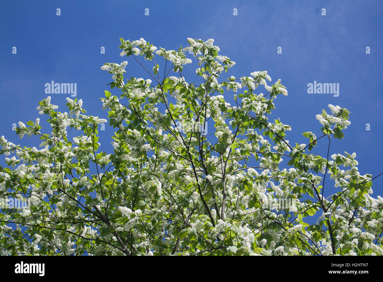 Blooming bird cherry tree against blue sky Banque D'Images