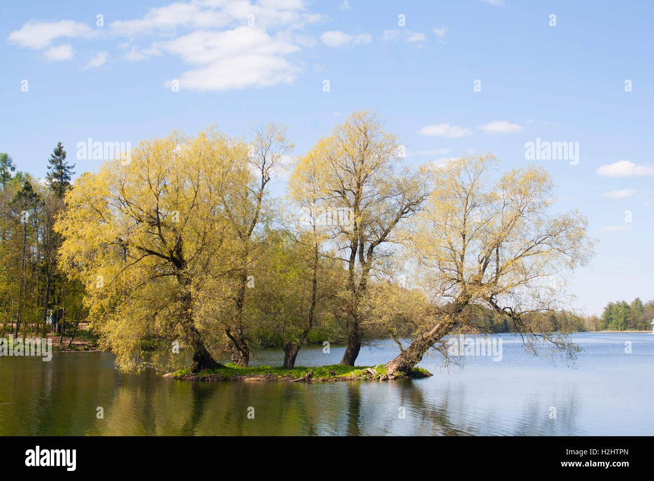 Linden tree sur une petite île Banque D'Images