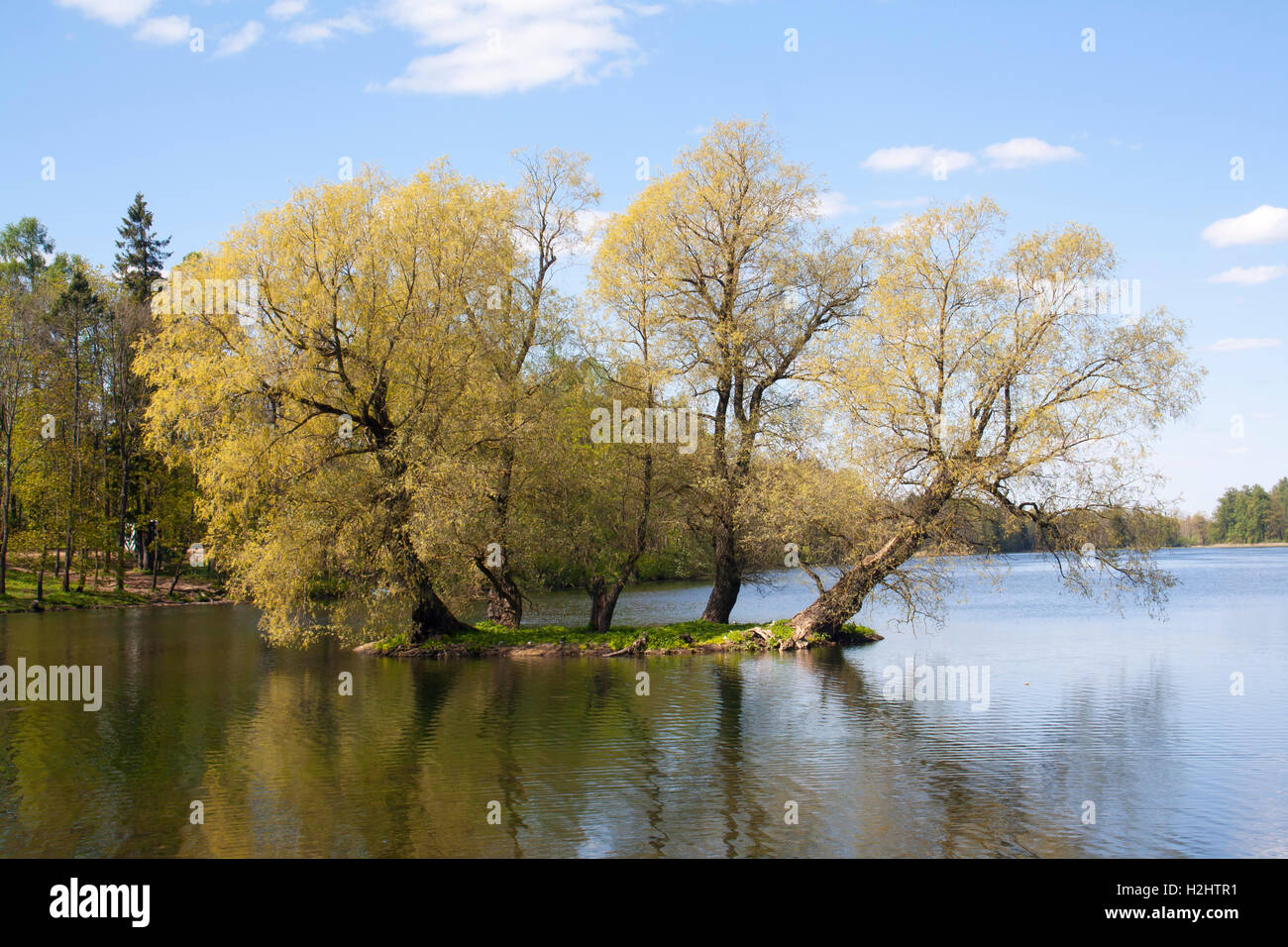 Linden tree sur une petite île Banque D'Images