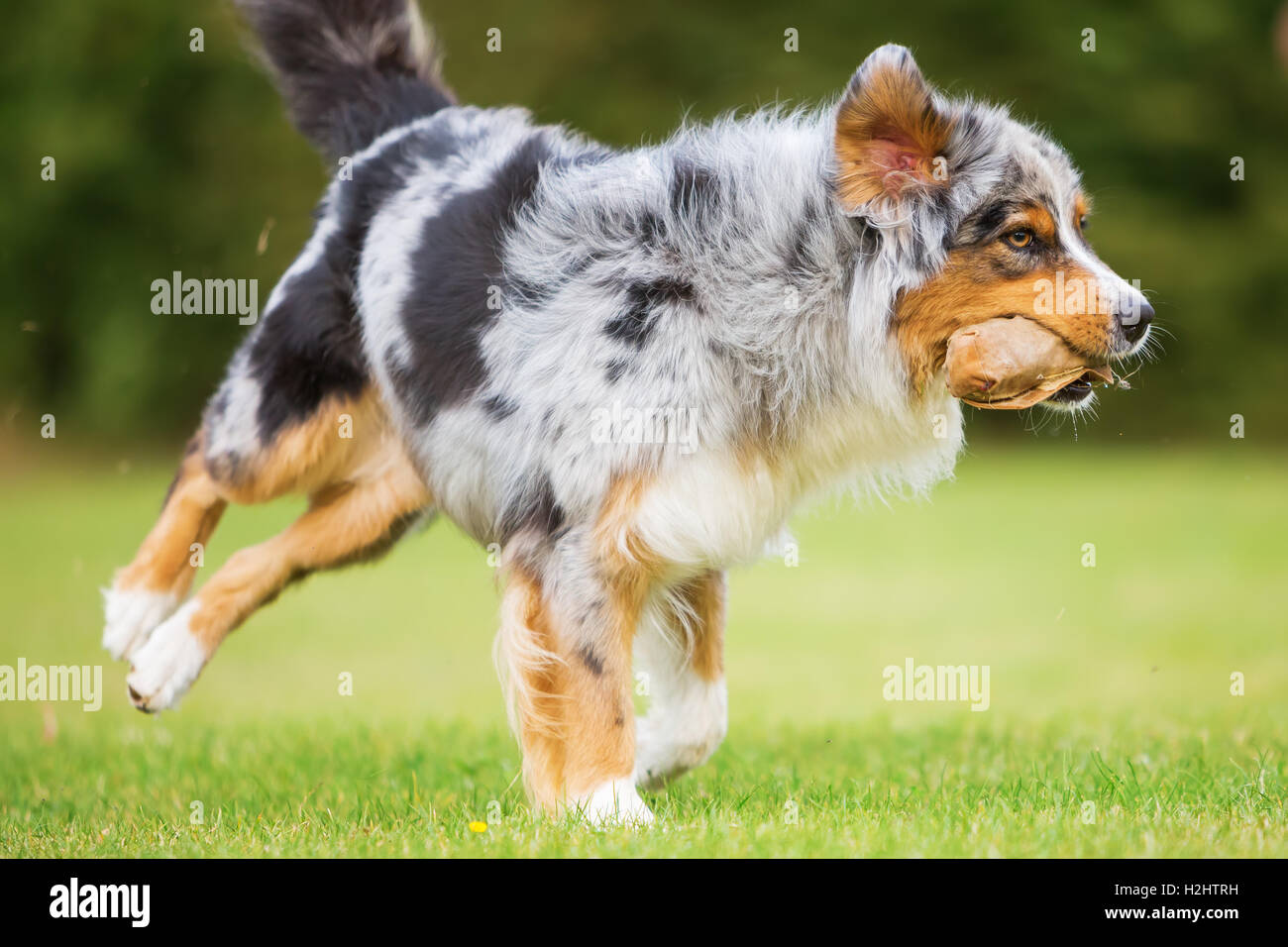Berger Australien chien court pour un sac de nourriture Banque D'Images