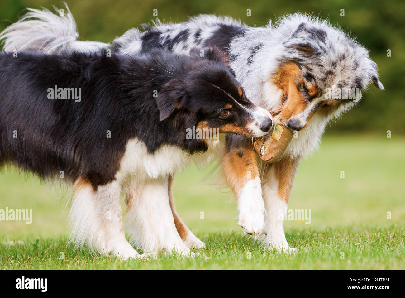 Deux chiens de berger australien qui luttent pour un sac de nourriture Banque D'Images
