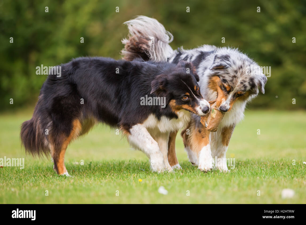 Deux chiens de berger australien qui luttent pour un sac de nourriture Banque D'Images