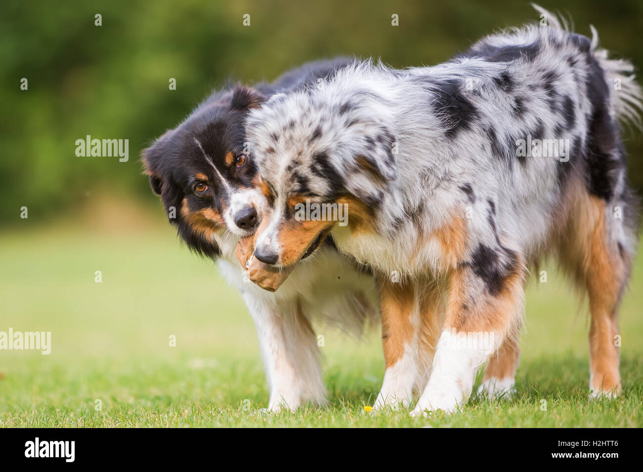 Deux chiens de berger australien qui luttent pour un sac de nourriture Banque D'Images