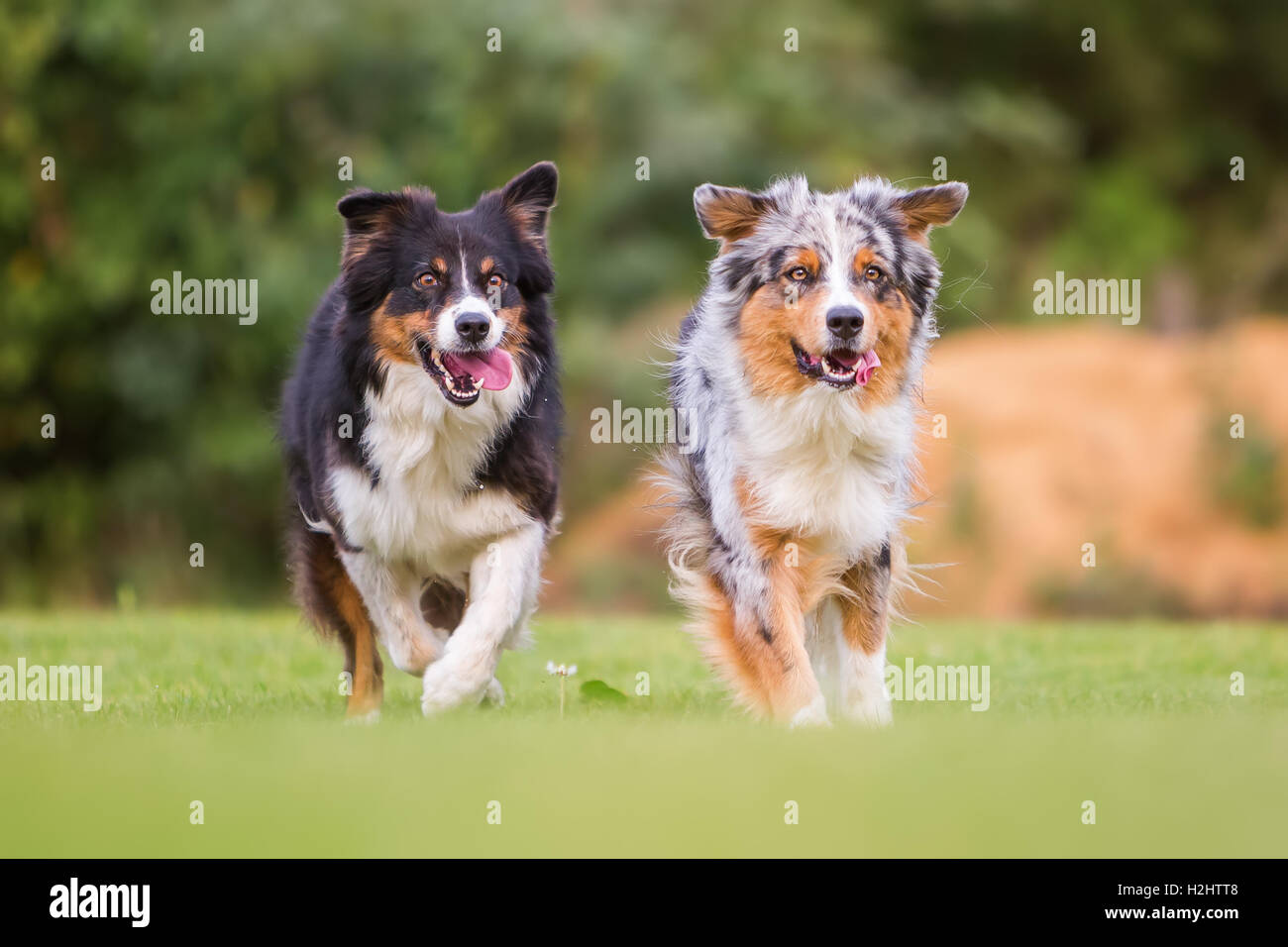 Deux chiens de berger australien s'exécutant sur le pré Banque D'Images