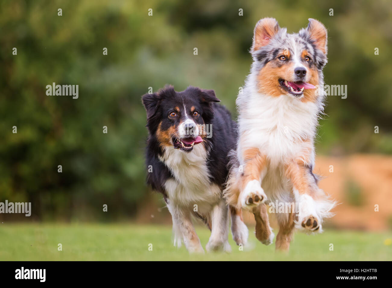 Deux chiens de berger australien s'exécutant sur le pré Banque D'Images
