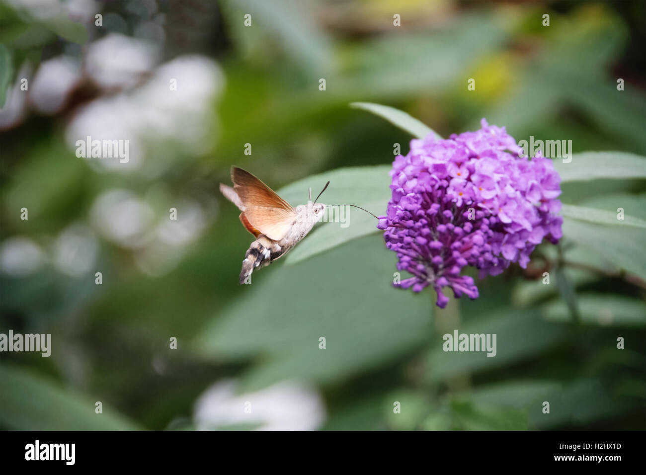 Hummingbird Hawk-moth Macroglossum stellatarum,, boire le nectar des fleurs pourpre buddleia. Banque D'Images