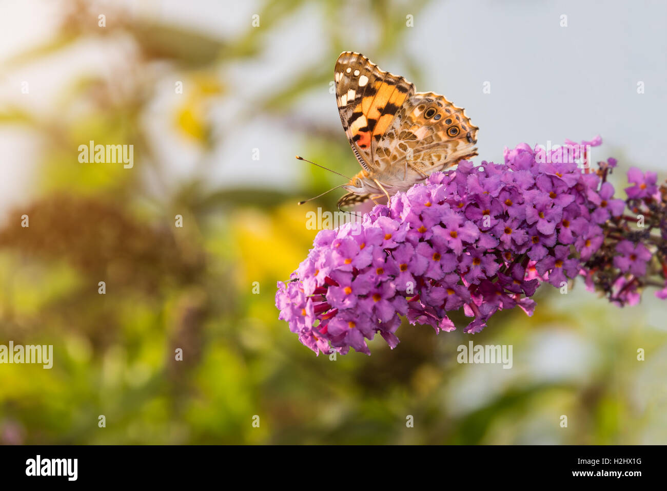 Papillon belle dame, Vanessa cardui, se nourrissant de nectar de fleur buddleia, éclairé par le soleil l'après-midi. Banque D'Images