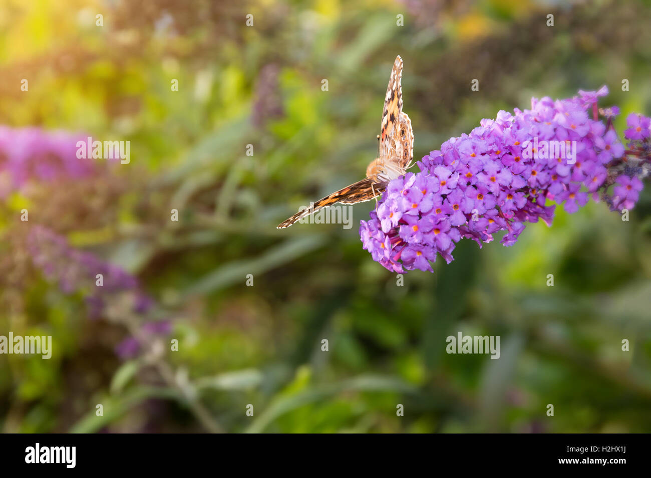 Papillon belle dame, Vanessa cardui, se nourrissant de nectar de fleur buddleia éclairées par le soleil l'après-midi. Banque D'Images