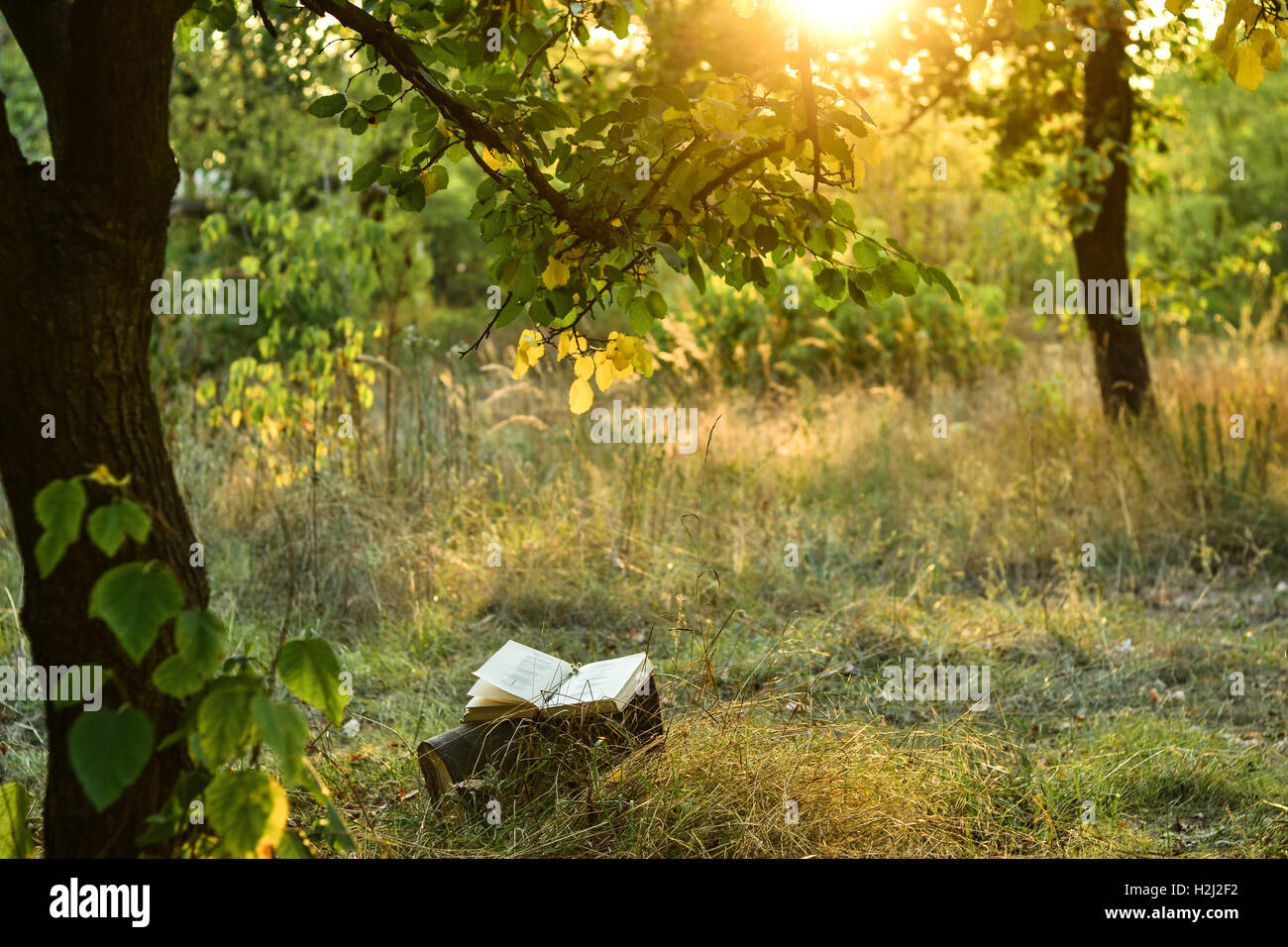 Cahier de poésie sous arbre et brouille de l'été fond coucher de soleil Banque D'Images