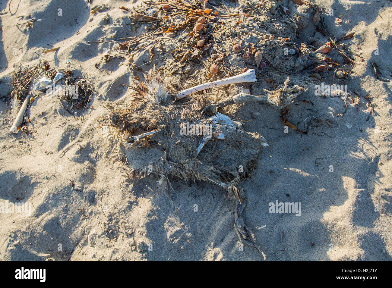 Skeleton sea gull Banque D'Images