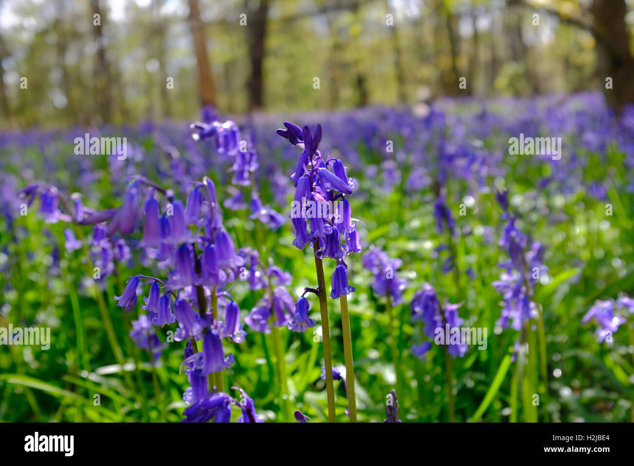 Bluebells commun dans les bois près de Retford, South Yorkshire, Angleterre, Royaume-Uni Banque D'Images