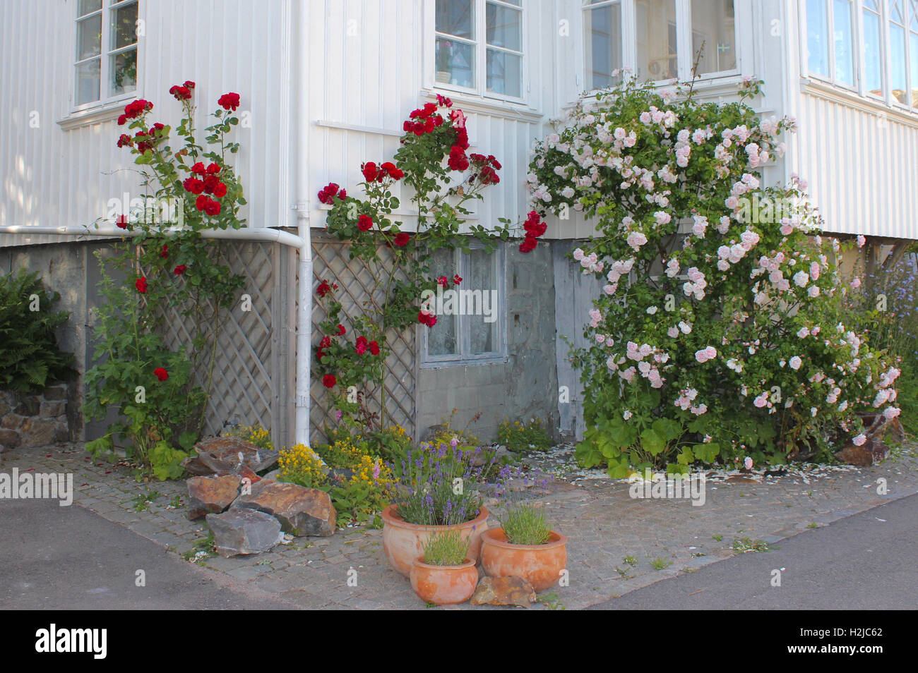 Rosiers grimpants Banque D'Images