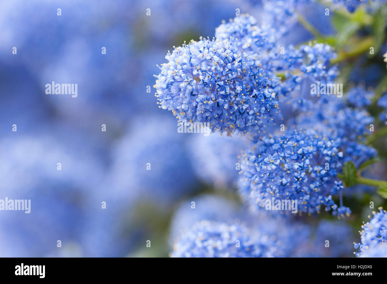 Plan macro sur une fleur de lilas californien en fleurs (Ceanothus thyrsiflorus repens) Banque D'Images