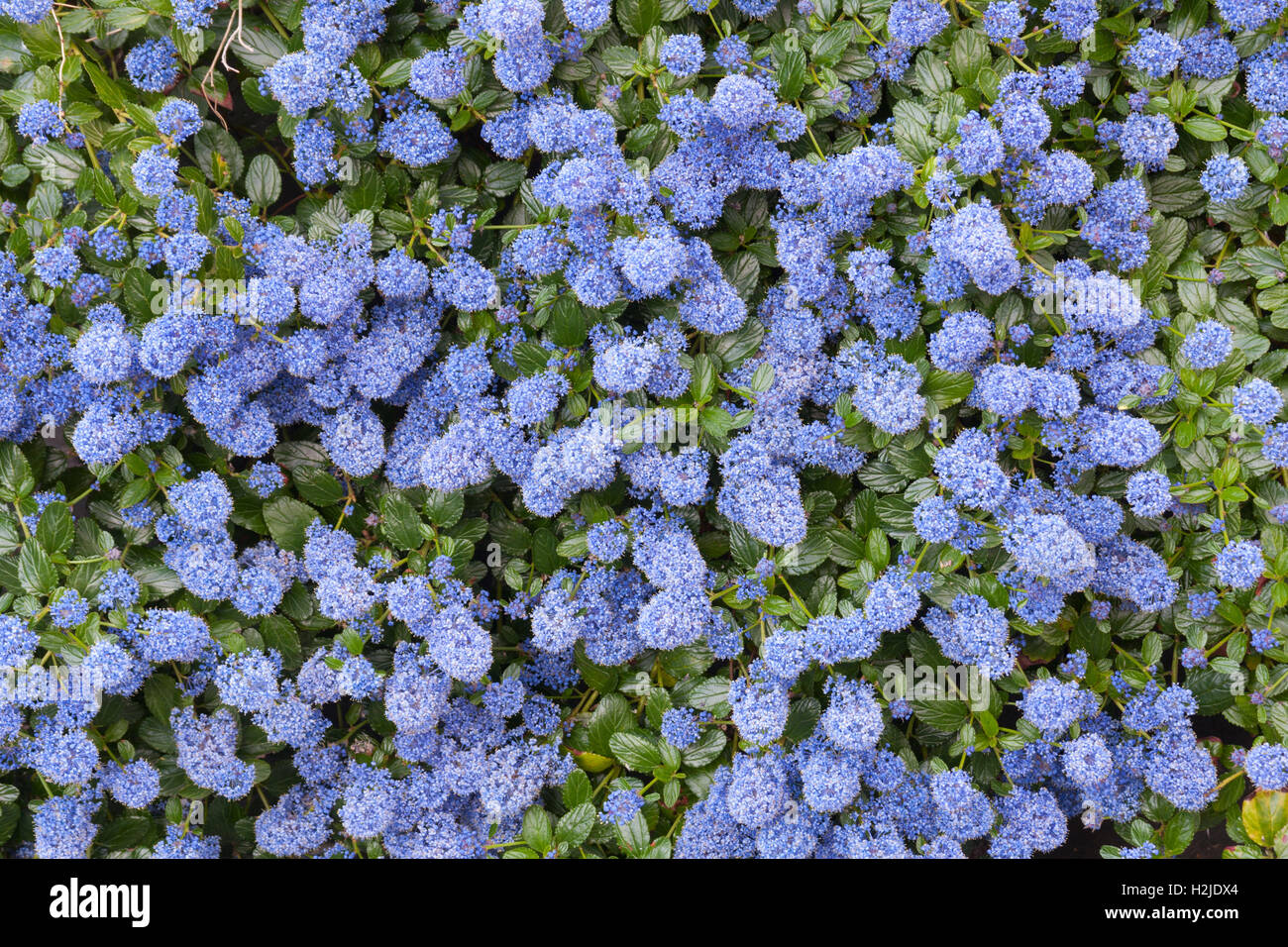 Beau lit de fleurs fleurs lilas californien (Ceanothus thyrsiflorus repens) Banque D'Images