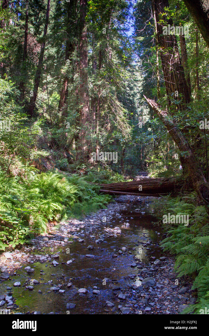 Little Creek dans le Muir Woods National Monument près de San Francisco, Californie, USA. Banque D'Images