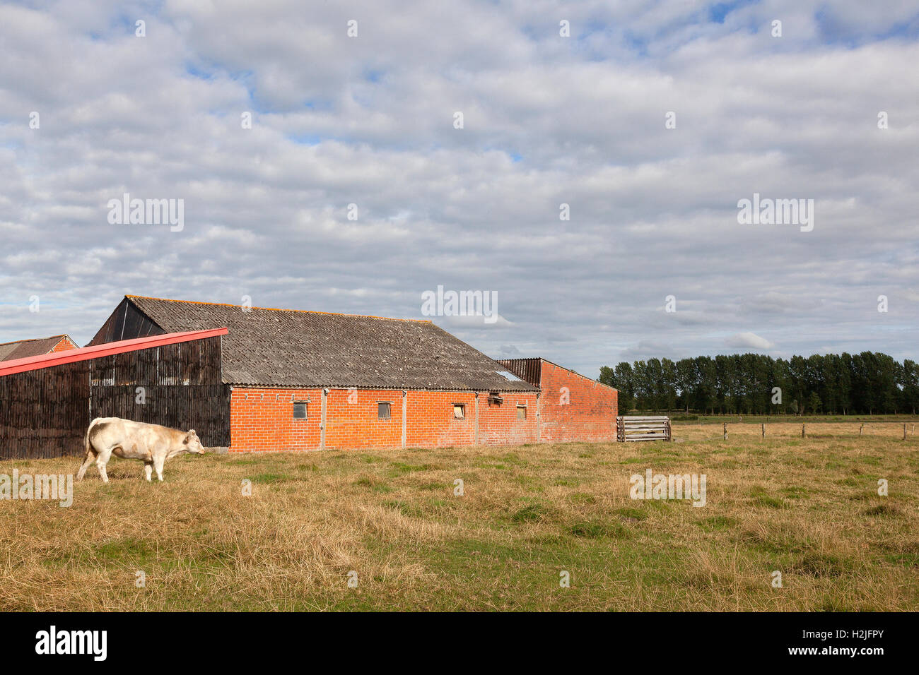 Grange et vache viande en Flandre prairie entre Gand et Bruges en Belgique le jour d'été nuageux Banque D'Images