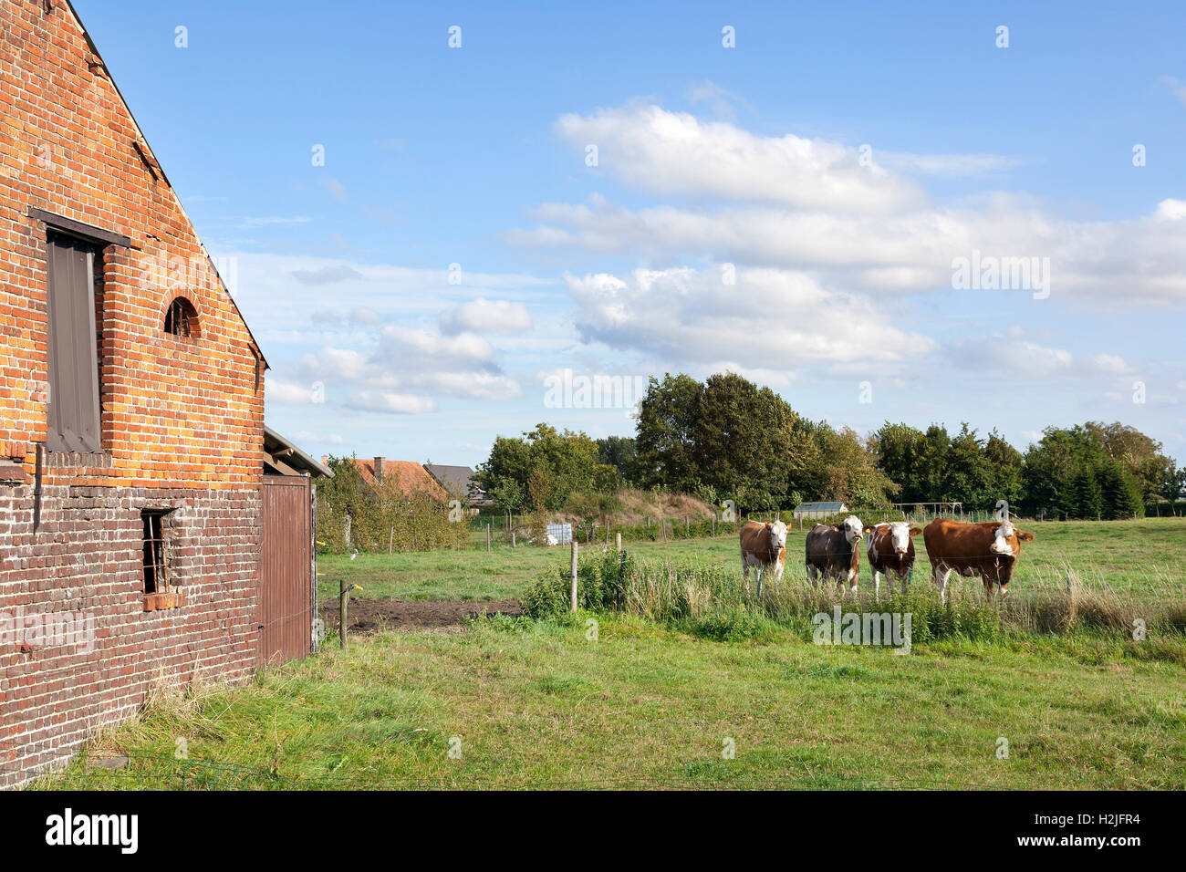 Grange et vaches en Flandre prairie entre Gand et Bruges en Belgique le jour d'été nuageux Banque D'Images