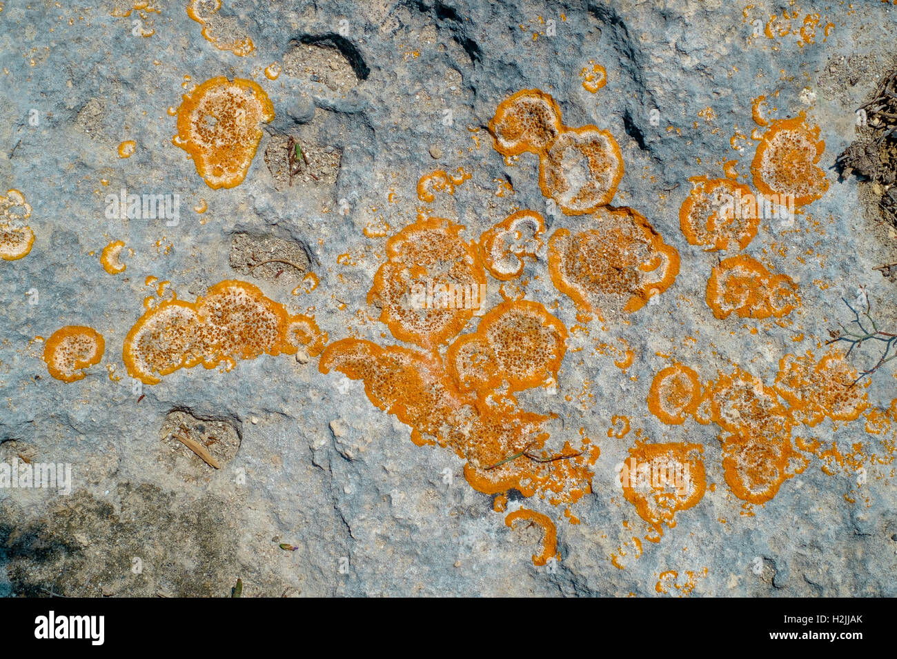 Close-up de lichens orange sur gris rock surface Banque D'Images