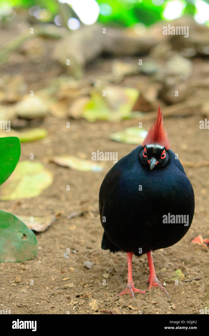 Perdrix Rouge bois couronné Banque D'Images Perdrix Rouge bois couronné Banque D'Images
