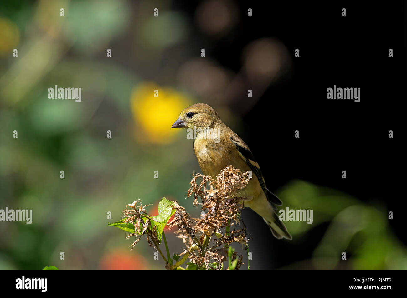 Chardonneret jaune en plumage d'hiver Banque D'Images