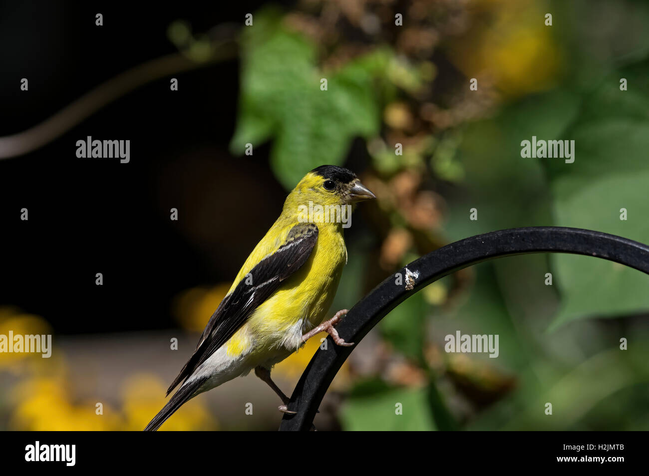 Chardonneret jaune en plumage d'hiver Banque D'Images