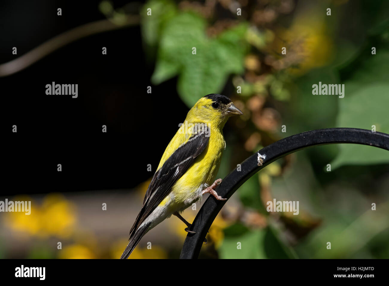 Chardonneret jaune en plumage d'hiver Banque D'Images