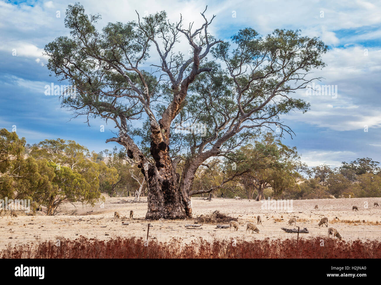 Des moutons paissant dans une ancienne gum tree dans les contreforts du Mont Remarkable près de Wilmington, dans le sud de l'Australie Banque D'Images
