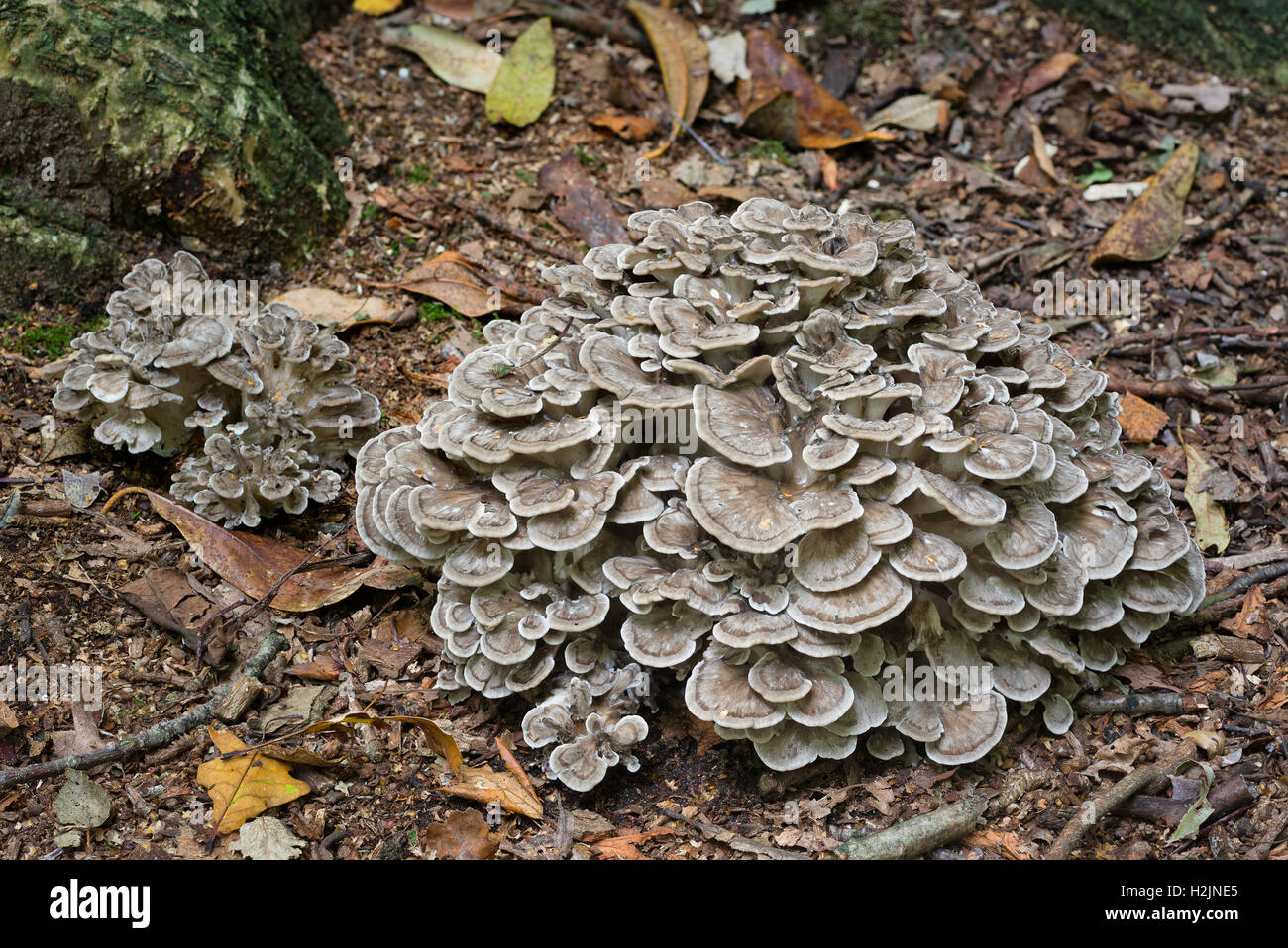 Grifola frondosa - poule des bois Banque D'Images