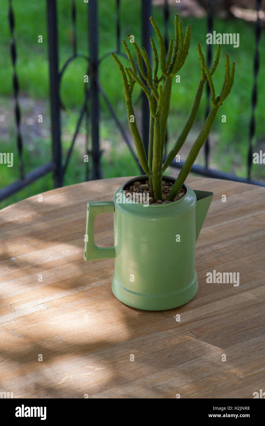 Succulentes dans un vieux pot de café. Banque D'Images