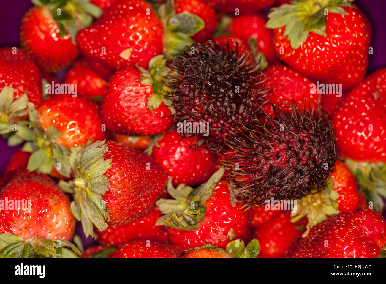 Ramboutan parmi les fraises. Banque D'Images