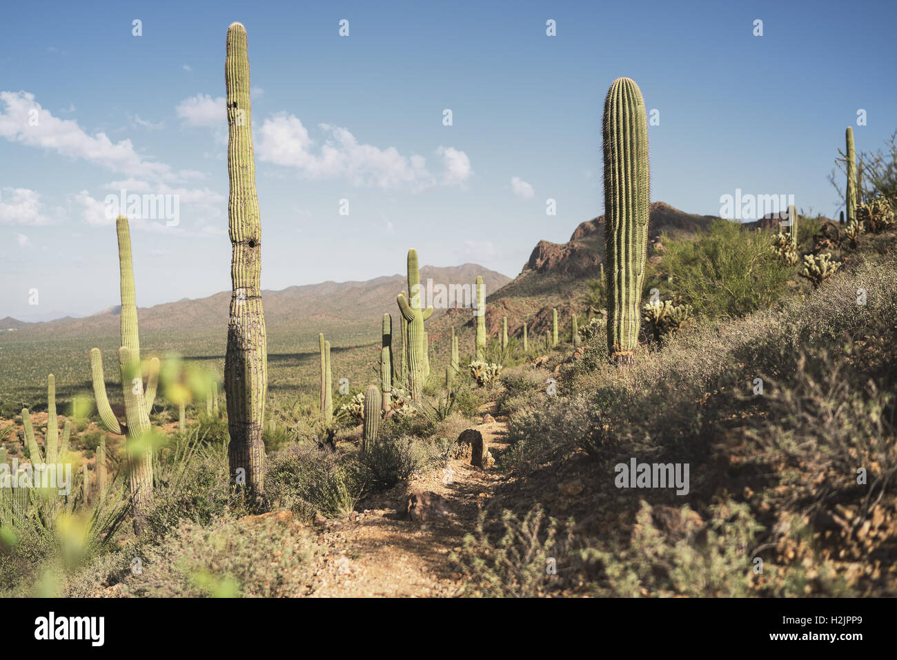 Un sentier de randonnée avec front row sur Saguaro cactus dans Saguaro National Park Banque D'Images